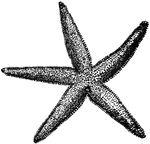 "Common Starfish (Asterias forbesi)."-Whitney, 1902.