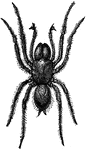 "Atypus sulzeri. (Vertical line shows natural size.)"-Whitney, 1902.