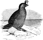 "Crested Auklet (Simorhynchus cristatellus)."-Whitney, 1902.