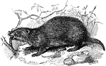 "Ground-pig (Aulacodus swinderianus)."-Whitney, 1902.