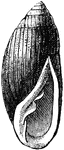 "Ear-Shell (Auricula jud&aelig;)."-Whitney, 1902.