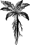 "Mandrake is a perennial herb. From the rude resemblance of the bifurcated root to the human figure many superstitious notions have gathered round this plant."&mdash;(Charles Leonard-Stuart, 1911)