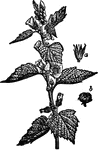 "The Marsh Mallow is a softly pubescent plant, with axillary cymes of large rosy leaves. <em>a,</em> flower, <em>b,</em> fruit."&mdash;(Charles Leonard-Stuart, 1911)