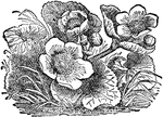 "Marsh Marigold is a genus of plants having about five petal-like sepals, but no petals; the fruit consists of several spreading, compressed, many-seeded follicles."&mdash;(Charles Leonard-Stuart, 1911)