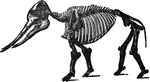 "Mastodon is an extinct genus of proboscideans, closely allied to the true elephants. The genus ranged in time from the middle of the Miocene period to the end of the Pliocene in the Old World, when they became extinct. In America several species survived to a late leistocene period. "&mdash;(Charles Leonard-Stuart, 1911)