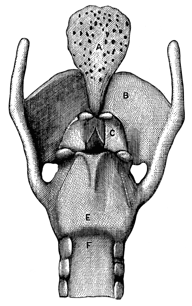 Posterior view of the larynx | ClipArt ETC