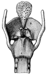 "Cartilages and Ligaments of the Larynx. (Front view.) <em>A</em>, epiglottis; <em>B</em>, thyroid cartilage; <em>C</em>, ladle-shaped cartilage; <em>E</em>, cricoid cartilage; <em>F</em>, upper ring of the windpipe." &mdash; Blaisedell, 1904