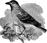"The Nut Cracker is a bird of Southern Europe. They feed on the seeds of pine and beech, and on nuts, which they fix in some convenient crevice and hammer with the beak till the kernel is exposed. The plumage is of different shades of brown, studded with long white spots."&mdash;(Charles Leonard-Stuart, 1911)