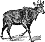 "The Nylghau is the largest of the few true antelopes found in India, where it is confined to the central parts. It frequents forests and low jungles, associating in small herds."&mdash;(Charles Leonard-Stuart, 1911)