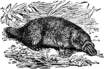 "Ornithorhynchus, commonly called duckbill or watermole, is a small quadruped found in Australia and Tasmania."&mdash;(Charles Leonard-Stuart, 1911)