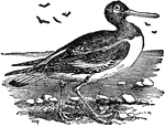 "Oyster catcher is a name applied to several American species of wading birds, also a handsome European bird, about 16 inches long."&mdash;(Charles Leonard-Stuart, 1911)