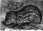 "The Paca is a small South American rodent, allied to the guinea pig. It lives singly or in pairs, passing the day in a hole at the root of some tree, or in a burrow. It is a vegetable feeder. The flesh is well flavored, and is eaten by natives and foreigners."&mdash;(Charles Leonard-Stuart, 1911)