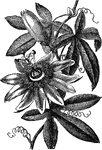 "Pasiflora is the passion-flower. Generally climbing herbs or shrubs. Fruit succulent, seeds many. Found chiefly in tropical America. The three stigmas seemed to the devout Roman Catholics of South America to represent nails; one transfixing each hand, and one the feet of the crucified Saviour; the five anthers, His five wounds; the rays of the corona, His crown of thorns, or the halo of glory around His head; the digitate leaves, the hands of those who scourged Him; the tendrils, the scourge itself; while, finally, the 10 parts of the perianth were the 10 apostles&ndash; that is, the 12 wanting Judas who betrayed, and Peter who denied, his Lord."&mdash;(Charles Leonard-Stuart, 1911)