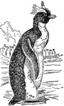 "The Penguins are aquatic birds confined to the high S. latitudes or both hemispheres, where they congregate in large flocks. The body is generally elliptical; neck of moderate length; bill moderately long, straight, compressed; tail short. They have no quills in their wings, which are as rigid as the flippers of a cetacean, and utterly useless for flight, though they move freely at the shoulder joint, forming most efficient paddles, and are usually worked alternately with a rotatory motion. In standing, the penguin preserves an upright position, generally resting on the tarsus, which is widened like the foot of a quadruped; but in progressing this is kept nearly vertical, and the weight supported on the toes alone."&mdash;(Charles Leonard-Stuart, 1911)