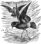 "Petrel is a popular name for certain small oceanic birds of dusky plumage, nocturnal in habit, widely distributed but most abundant in the Southern Hemisphere. The term stormy petrel is more exclusively applied to the Thalassidroma pelagica, a bird which seems to run in a remarkable manner along the surface of the sea, where it picks up its food. This species was well known to sailors as Mother Carey's chickens (q. v.), and their appearance is supposed to foretell a storm."&mdash;(Charles Leonard-Stuart, 1911)