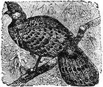 "The Pheasant is one of the most highly prized game birds. The adult male pheasant is a beautiful bird, about three feet long. Head and neck deep steel-blue, shot with greenish-purple and brown; eye surrounded by a patch of scarlet skin, speckled with blue-black; ear-coverts brown; back a light golden-red, the feathers of the upper part tipped with velvet-black, the lower part marked with brown. Quill feathers brown, of various shades, tail feathers oaken-brown, barred with a darker shade and with black. Breast and front of the abdomen golden-red with purple reflections, feathers edged with black; rest of abdomen and under tail-coverts blackish-brown. The female has yellowish-brown plumage, and is about two feet in length. Such is the common pheasant. There are several other species."&mdash;(Charles Leonard-Stuart, 1911)