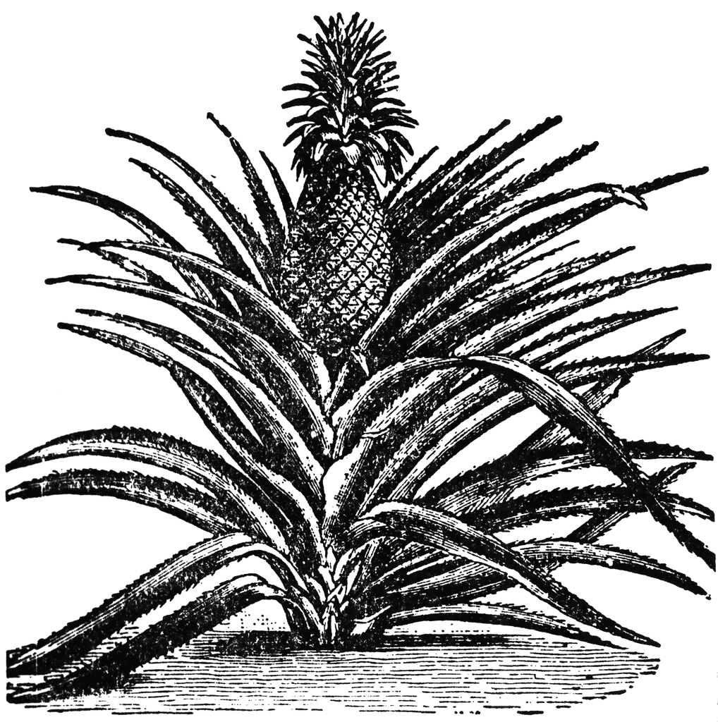 Pineapple | ClipArt ETC