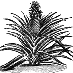 "Pineapple is a plant of the natural order Bromeliac&aelig;. The flowers rise from the center of the plant, and are in a large conical spike, surmounted by spiny leaves called the crown. The conical spike of flowers ultimately becomes enlarged and juicy, constituting the pineapple, considered one of the finest of fruits. More than 50 varieties have been produced. The plant grows in the S. portion of the United States and in Hawaii. In the islands they sometimes reach the weight of 17 pounds, though the average weight is six. Since 1883 there have been large exports of this fruit from the various islands."&mdash;(Charles Leonard-Stuart, 1911)