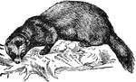 "The Polecat is one of the Mustelin&aelig;, akin to the marten, but with a broader head, a blunter snout, and a much shorter tail. It has a shorter neck and a stouter body than the weasel. Two glands near the root of the tail emit a highly offensive smell. It makes immense havoc in poultry yards, rabbit warrens, and among hares and partidges, killing everything which it can overpower."&mdash;(Charles Leonard-Stuart, 1911)