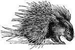 "The Porcupine is a rodent quadruped. The North American porcupine is about two feet long, and of sluggish habits. The quills are short, and concealed among the fur, and the tail is short. The 'tree porcupine' of South America has a prehensile tail, about 10 inches long. The porcupine of Southern Europe and Africa is about 28 inches long, exclusive of the tail. The head, fore quarters, and under surface are clothed with short spines, intermixed with hairs, crest on head and neck, hind quarters covered with long sharp spines, ringed with black and white, and erectile at will. They are but loosely attached to the skin and readily fall out, a circumstance which probably gave rise to the belief that the animal was able to project them at an enemy."&mdash;(Charles Leonard-Stuart, 1911)