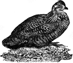 "Prairie Chicken is the popular name of the pinnated grouse of the United States. The neck of the male is furnished with tufts of 18 feathers, and is remarkable also for two loose, pendulous, wrinkled skins, which somewhat resemble an orange on inflation. The prairie hen is much prized for the table."&mdash;(Charles Leonard-Stuart, 1911)