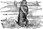 "The Prairie Dog is not even related to the dog, but is so called from the fancied resemblance of its cry to the bark of a small dog, whence it has been also called the barking squirrel. It is about a foot long, reddish-brown above, lighter beneath."&mdash;(Charles Leonard-Stuart, 1911)
