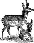 "The Prong-horn Antelope inhabits the W. parts of North America, from 53 degrees N. to the plains of Mexico and California. It is rather more than four feet in length, and stands three feet at the shoulder. Pale fawn above and on the limbs; breast, abdomen, and rump white. The horns are branched, and are shed annually."&mdash;(Charles Leonard-Stuart, 1911)