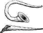 "A kind of horn trumpet, anciently made out of a shell, the form of which is exhibited in the two specimens annexed. In the former it is curved for the convenience of the performer with a very wide mouth, to diffuse and increase the sound. In the next, it still retains the original form of the shell. The buccina was distinct from the cornu; but it is often confounded with it. The buccina seems to have been chiefly distinguished by the twisted form of a shell from which it is originally made. In later times it was carved from horn, and perhaps from wood or metal, so as to imitate the shell. The buccina was chiefly used to proclaim the watches of the day and of the night, hence called buccina prima, secunda. It was also blown at funerals, and at festive entertainments both before sitting down to table and after." &mdash; Smith, 1873