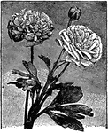 "Ranunculus, buttercup, crowfoot; the typical genus of the order Ranunculace&aelig;. Known species about 160, from temperate regions. Many have much divided leaves."&mdash;(Charles Leonard-Stuart, 1911)