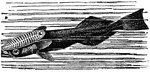 "The Remora, the sucking-fish, or sucker. By means of the suctorial disk, a transformation of the spinous dorsal fin, the species can attach themselves to any flat surface. The adhesion is so strong that the fish can be dislodged only with difficulty, unless pushed forward with a sliding motion. Being bad swimmers, they attach themselves to vessels, or to animals having greater power of locomotion than themselves; but they cannot be regarded as parasites, as they do not obtain their food at the expense of their host."&mdash;(Charles Leonard-Stuart, 1911)