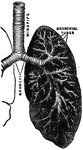 "The respiratory mechanism consists of the lungs, a series of minute air chambers with a network of capillaries in the wall, the air passages from the air chambers of the lngs to the outer air, and the chest walls with their muscles, which act like bellows and change the ai r in the lungs. Let us begin with the air passages. There are first the nose and mouth; these join the upper part of the gullet, known as the pharynx. From the pharnyx arises the windpipe (trachea); this passes through the voice box (larynx) into the chest cavity; there it divides into two passages (the bronchi); the bronchi go on dividing again and again, generally into two; the ultimate divisions (the bronchioles) open into clusters of air chambers."&mdash;(Charles Leonard-Stuart, 1911)