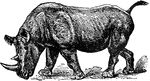 "Rhinoceros Atelodus, with two well-marked species, peculiar to Africa. Incisors rudimentary or wanting, well-developed anterior and posterior horns in close contact; skin without definite permanent folds. R. bicornis, the common two-horned rhinoceros, is the smaller, and has a pointed prehensile lip. It ranges from Abyssinia to Cape Colony, but the progress of civilization and the attacks of sportsmen are rapidly reducing its numbers. Two varieties are said to exist, the square-mouthed, or white rhinoceros, has a square truncated lip, browses on grasses and frequents open country. It is the largest of the family, an adult male standing over six feet at the shoulder."&mdash;(Charles Leonard-Stuart, 1911)