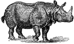 "Rhinoceros&ndash; there are two well-marked species: Rhinoceros unicornis, with a single horn, and well marked folds in the skin; R. sondaicus, the Javan rhinoceros, is smaller and distinguished by the different arrangement of the folds of the skin, and by the small size or absence of the horn in the female. Found near Calcutta, in Burma, Malay Peninsula, Java, Sumatra, and probably Borneo."&mdash;(Charles Leonard-Stuart, 1911)
