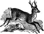 "A Roe (Capreolus caprea) is a small species of deer inhabiting Europe and some parts of Western Asia. It was once plentiful in Wales and in the hilly parts of England, as well as in the S. of Scotland, but is now very rare."&mdash;(Charles Leonard-Stuart, 1911)