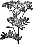 "The common rue is a half-shrubby plant, two or three feet high, of a fetid odor and an acrid taste. The bluish-green leaves are pinnate, the flowers yellow; a native of Southern Europe but grown in gardens in the United States, the East and West Indies, etc."&mdash;(Charles Leonard-Stuart, 1911)