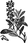 "Sage is a plant much used for flavoring meats, etc. It has blue flowers, and has run into many varieties. The Chinese use it as a tonic for debility of the stomach and nerves."&mdash;(Charles Leonard-Stuart, 1911)