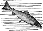 "The Salmon is a well-known fish, inhabiting both salt and fresh waters, and ranking prominent among the food fishes of the United States and other countries. It generally attains a length of from three to four feet, and an average weight of from 12 to 30 pounds. In the fall the salmon ascends rivers for the purpose of spawning, and often encounters obstacles. In many streams they are assisted by structures known as 'salmon ladders.'"&mdash;(Charles Leonard-Stuart, 1911)