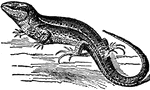 "The Sand Lizard is a common European lizard, about seven inches long, of which the tail is four. Usual color, sandy-brown, with obscure longitudinal bands of a darker hue, line of round black spots on side. The female lays 12 to 14 eggs in the sand, covers them, and leaves them to be hatched by solar heat."&mdash;(Charles Leonard-Stuart, 1911)