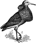 "Sandpiper is a popular name for several wading birds."&mdash;(Charles Leonard-Stuart, 1911)