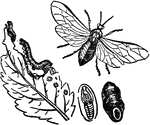 "Sawflies are a group of insects. The turnip fly and the gooseberry fly are examples."&mdash;(Charles Leonard-Stuart, 1911)