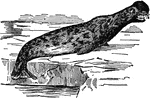 "The Seal, of the family Phocid&aelig;, or seal tribe, are, of all four-limbed mammiferous animals, those which display the most complete adaptation to residence in the water. The seal has considerable resemblance to a quadruped in some respects, and to a fish in others. The head is round, and the nose, which is broad, resembles that of a dog, with the same look of intelligence and mild and expressive physiognomy. It has large whiskers, oblong nostrils, and great black sparkling eyes. It has no external ears, but a valve exists in the orifices, which can be closed at will, so as to keep out the water; the nostrils have a similar valve; and the clothing of the body consists of stiff glossy hairs, very closely set against the skin. The body is elongated and conical, gradually tapering from the shoulders to the tail. The spine is provided with strong muscles, which bend it with considerable force; and this movement is of great assistance to the propulsion of the body."&mdash;(Charles Leonard-Stuart, 1911)