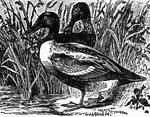 "The Shoveler is the broadbill or spoonbill duck, widely distributed over the Northern Hemisphere. Length about 20 inches; bill much widened on each side near tip, somewhat resembling that of the spoonbill; head and upper part of neck in adult male rich green, lower part white, back brown, breast and abdomen chestnut brown."&mdash;(Charles Leonard-Stuart, 1911)