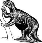 "Sloth is the popular name for any individual of the Edentate group Tardigrada, from their slow and awkward movements on the ground, owing to the peculiar structure of the wrist and ankle joints. The feet are armed with long claws, and turned toward the body, so that the animal is compelled to rest on the side of the hind foot, while the disproportionate length of the fore-limbs causes it to rest also on the elbows. It shuffles forward, alternately stretching the fore legs and hooking the claws into the ground, or grasping some object to draw itself along. Sloths are natives of South America, nocturnal in habit, and are found in the forests of that region, passing their lives among the branches of trees, on the leaves and young shoots of which they feed."&mdash;(Charles Leonard-Stuart, 1911)