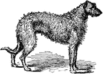"The Staghound is the Scotch deerhound, called also the wolf dog, a breed that is rapidly dying out. These dogs hunt chiefly by sight and are used for stalking deer, for which purpose a cross between the rough Scotch greyhound and colley or the foxhound is also often employed. True staghounds are wiry-coated, shaggy, generally yellowish-gray, but the most valuable are dark iron-gray, with white breast."—(Charles Leonard-Stuart, 1911)