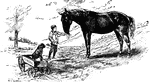 Boy feeding his horse