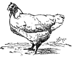 Hen