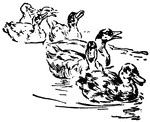 Seven ducks swimming