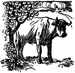 An ox under a tree