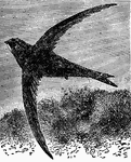 "The Swift, like swallows in many respects, their structure is almost entirely different, and some naturalists rather class them with the humming birds or the goat suckers. The swift has all four toes directed forward; it is larger than the swallow; its flight is more rapid and steady; and its scream is very different from the twittering of the swallow. Its weight is most disproportionately small to its extent of wing, the former being scarcely an ounce, the latter 18 inches, the length of the body beinig about 8 inches. Its color is a somber or sooty black, a whitish patch appearing beneath the chin. It builds in holes in the roofs of houses, in towers, or in hollow trees. A common North American swift is the so-called chimney swallow, which builds its nest in chimneys."&mdash;(Charles Leonard-Stuart, 1911)