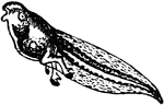 "The Tadpole is the larva of the anurous amphibia, sometimes so far extended as to include larva&aelig; of the urodela, which undergo a much less complete metamorphosis. At first the young have no respiratory organs or limbs. They are all head and tail with simple entire gills which soon disappear, to be followed by others of more complicated structure, situated within the cavity of the body as in fishes. After a certain length of time the hind legs begin to appear, the head becomes more developed, and the body assumes a more compact form. Still later the forelegs are found to exist fully formed beneath the skin and ready ultimately to burst forth. The tadpole at first seems to derive its subsistence from the fluid absorbed within its body and on the surface, but soon begins to seek its food amidst softened or decomposing vegetable matter. From that period the tadpole begins to assume more and more the appearance of a frog. Toes appear on its hind legs, the tail very rapidly disappears by absorption, and finally the fore-legs become fully developed and the metamorphosis of the tadpole is completed."&mdash;(Charles Leonard-Stuart, 1911)